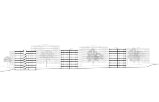 Longitudinal section